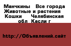 Манчкины - Все города Животные и растения » Кошки   . Челябинская обл.,Касли г.